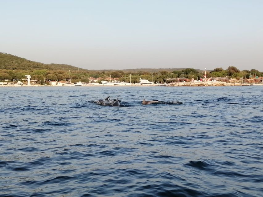 Vrsar: Dolphin Sunset Adventure With Speedboat - Customer Reviews