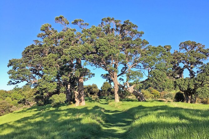 Waiheke Island Private Bush and Beach Walk - Additional Information