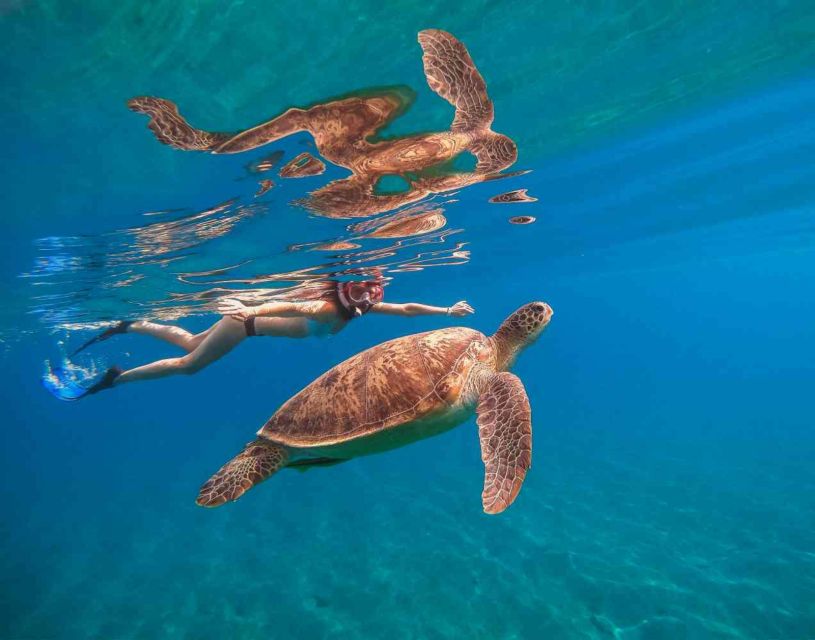 Waikiki: 5-In-1 Turtle Snorkeling Trip With Transfer - Review Summary