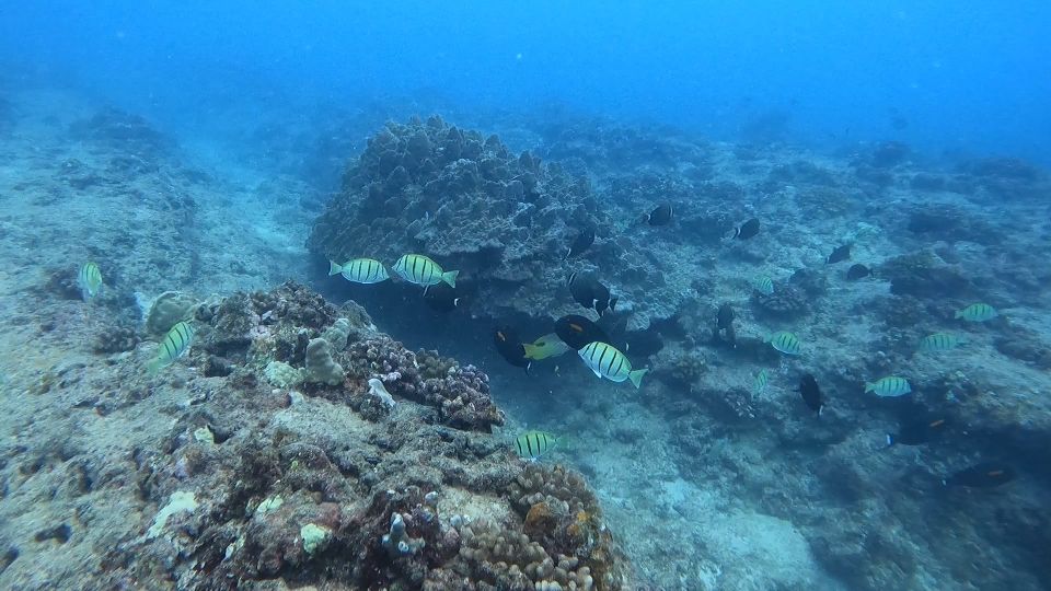 Waikiki: Honolulu Beginner Scuba Diving With Videos - Customer Reviews