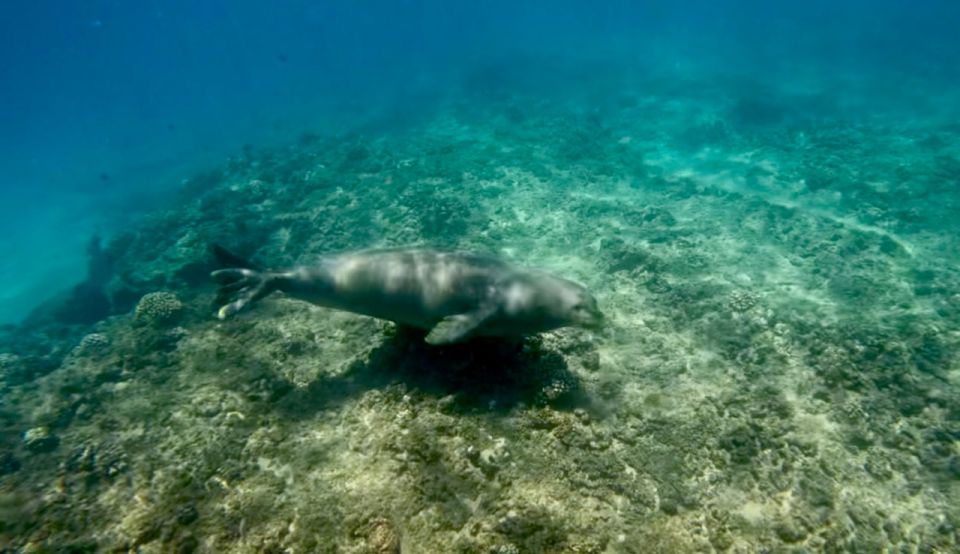 Waikiki: Monk Seal Bay Dolphin and Turtle Jet Snorkel Tour - Inclusions