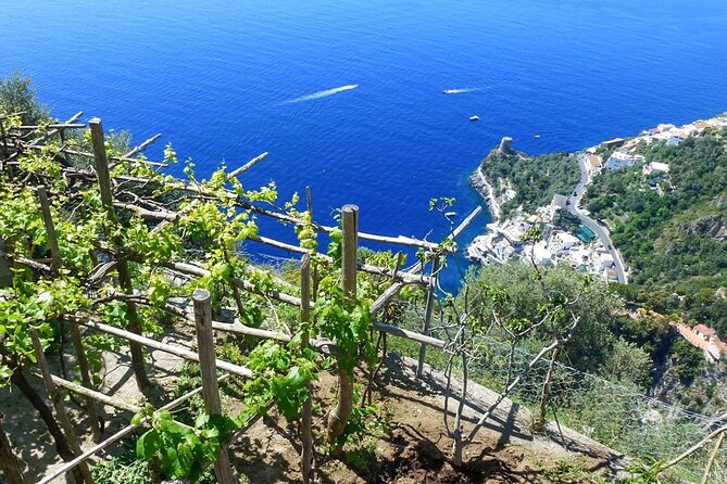 Walk, Cook & Eat of Amalfi Coast - Reviews and Feedback