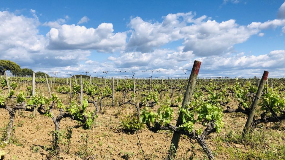 Walk on the Alentejo Cork Forest With Optional Lunch - Preparation Tips