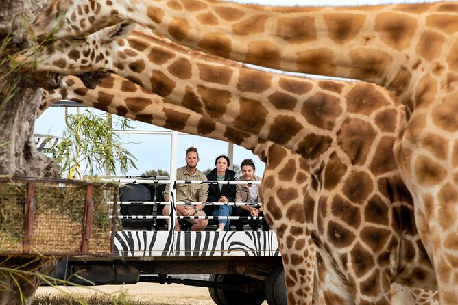 Werribee Open Range Zoo Early Morning Savannah Experience - Meeting Point