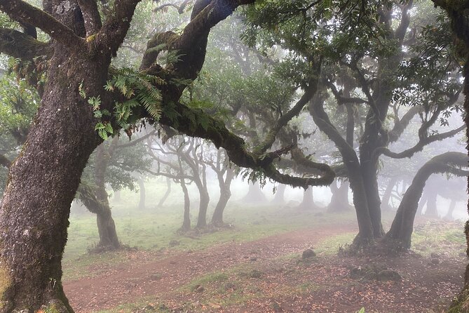 West Side Private Full Day Madeira Tour - Tour Highlights and Experience