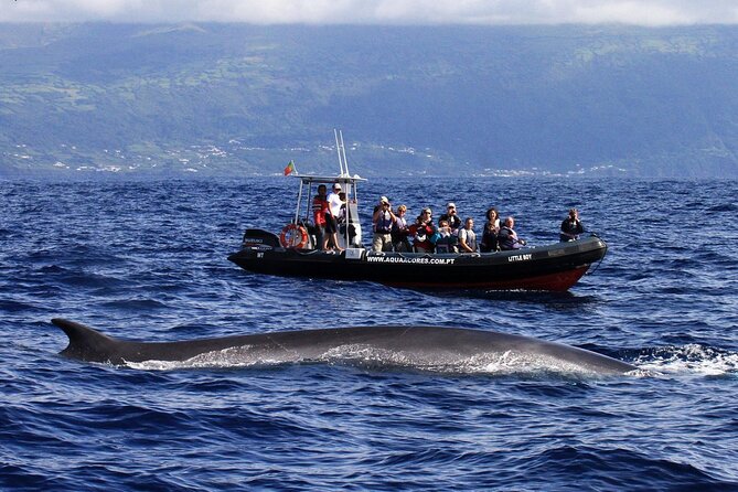 Whale and Dolphin Watching in Pico Island - Half Day - Last Words