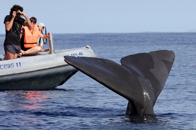Whale and Dolphin Watching Tour From Funchal - Traveler Recommendations and Restrictions