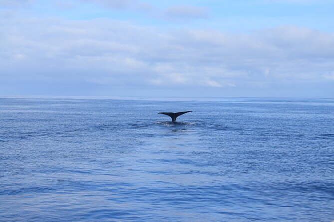 Whale and Dolphin Watching Tour in Madeira - Pricing and Booking Details