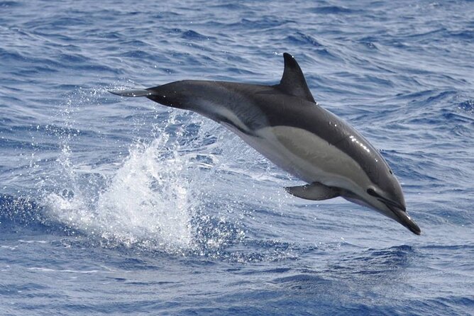 Whale and Dolphin Watching Tour on Pico Island - Booking and Confirmation Process