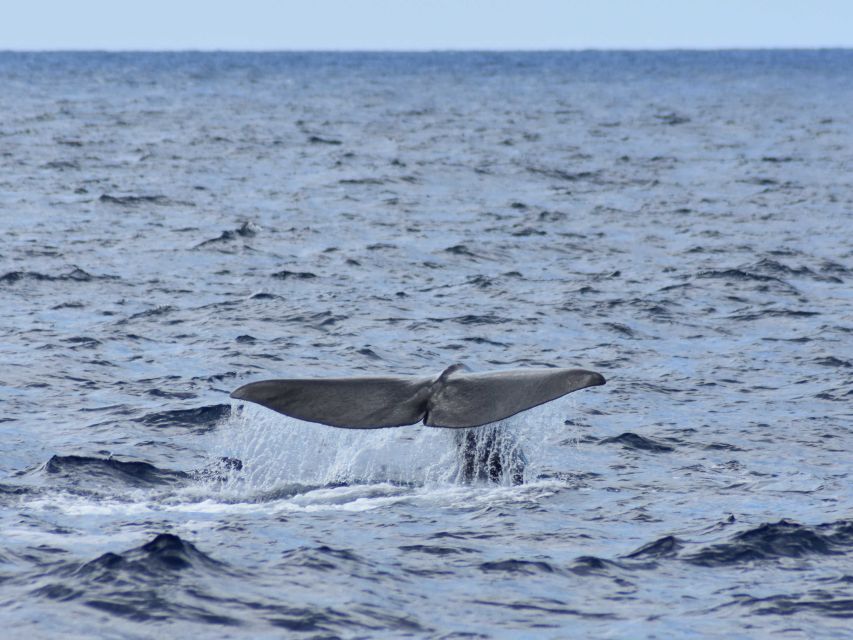 Whale and Dolphin Watching With Vila Franca Islet Visit - Check-in and Review Summary