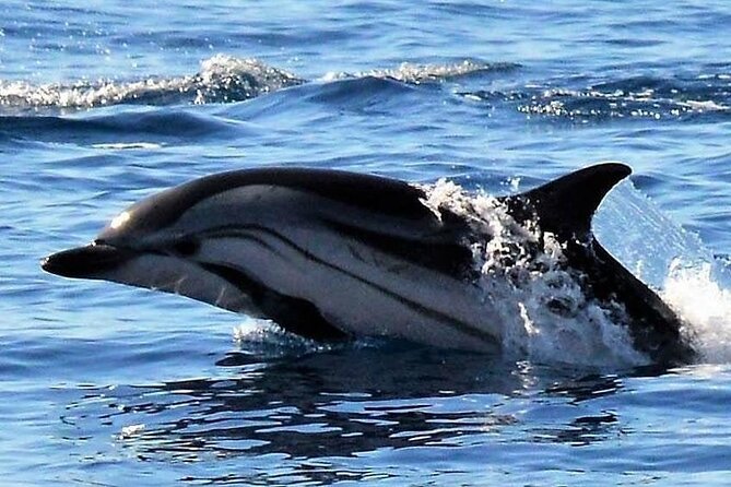 Whale & Dolphin Watching in Madeira - Safety Guidelines