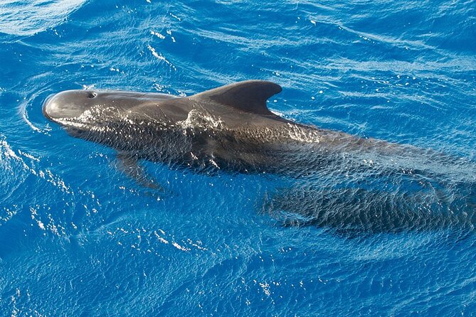 Whale & Dolphin Watching in Tenerife (Puerto Colon) On a Large Catamaran - Cancellation Policy and Reviews