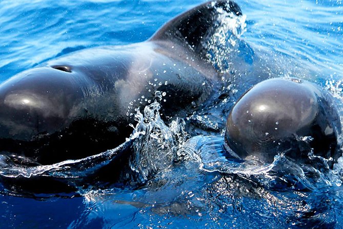 Whale & Dolphin Watching With Mustcat Virgin Coast Trip On a Large Catamaran - Reviews and Pricing Details