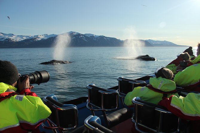 Whale Safari and Puffins RIB Boat Tour From Húsavík - Customer Feedback and Ratings