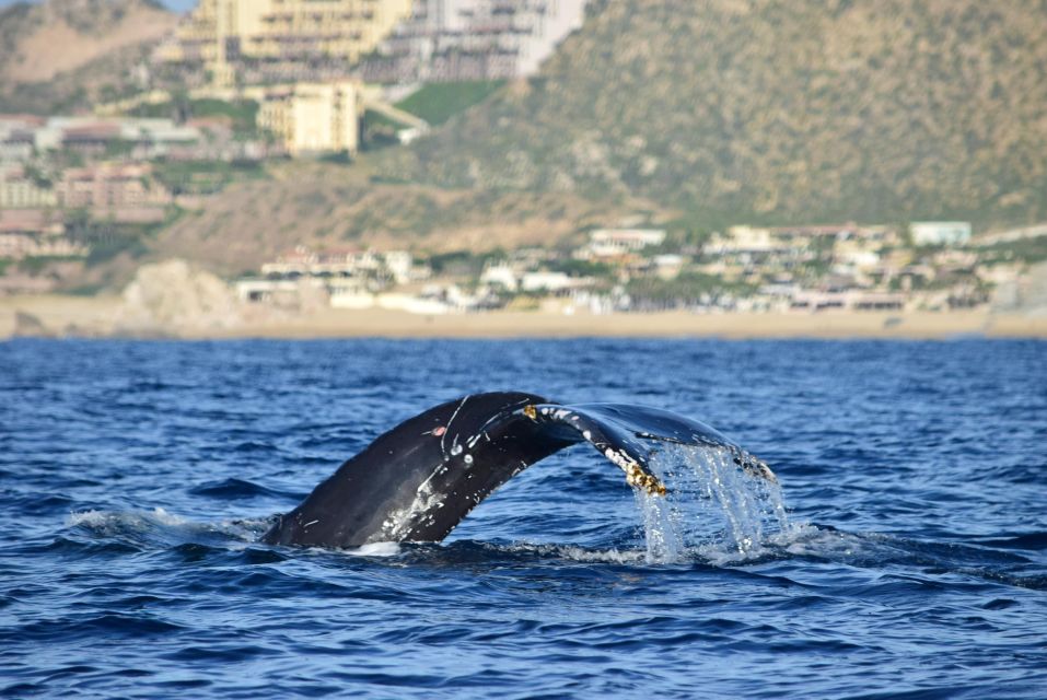 Whale Watch Cabo: Group Whale Watching Tour - FREE Photos - Cancellation Policy