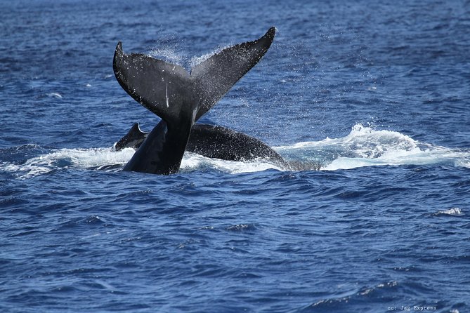 Whale Watch Cruise Aboard the Majestic by Atlantis Cruises - Crew Performance and Responses
