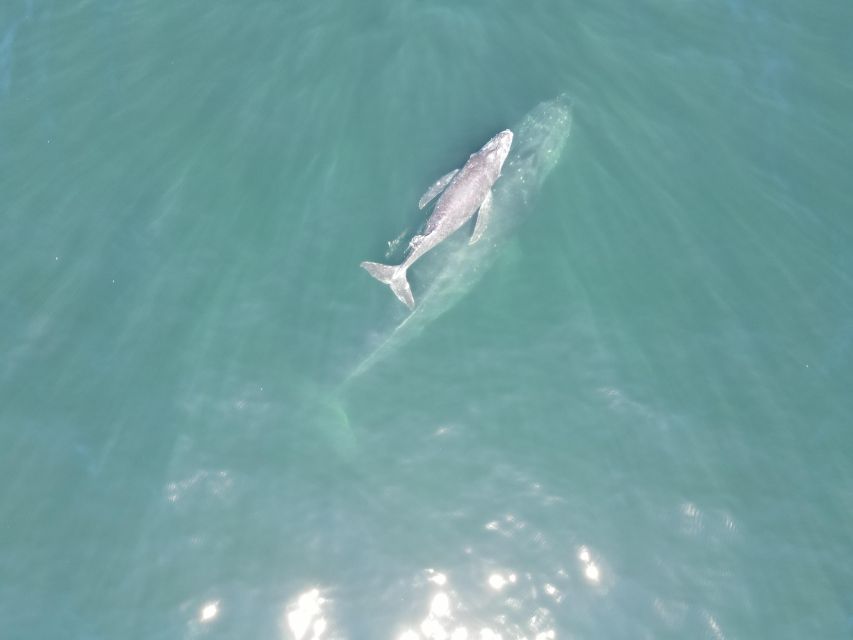 Whale Watching Adventures: Get Up Close and Personal - Inclusions