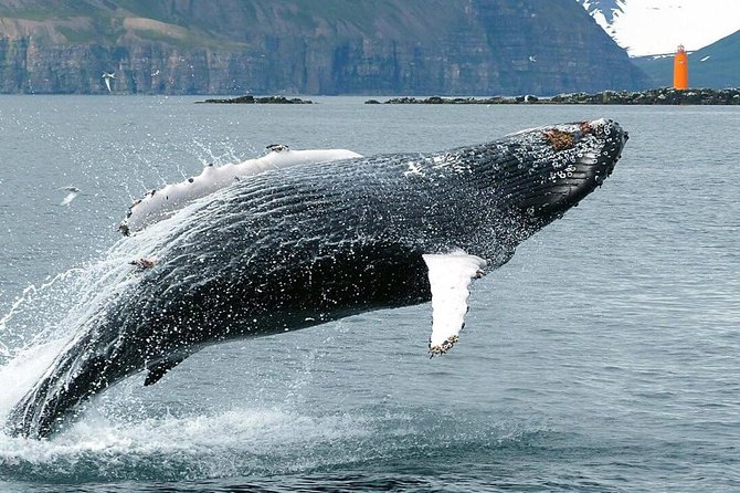 Whale Watching and Sea Angling Tour - Cancellation Policy