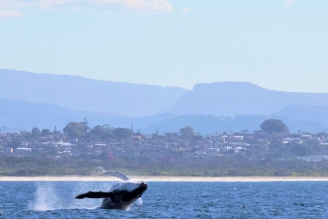 Whale Watching Australia Experience (3hours) - Location Details