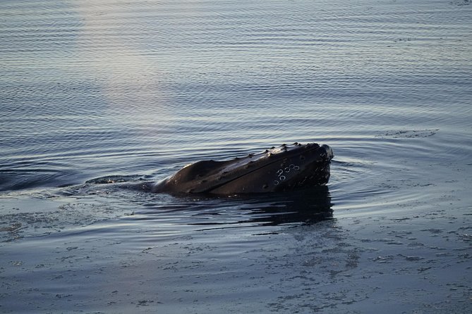 Whale-Watching Boat Tour With Expert Guide From Reykjavik - Wildlife Sightings and Tour Highlights