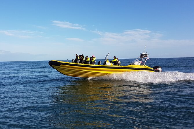 Whale Watching by RIB Speedboat From Downtown Reykjavik - Meeting and Pickup Details