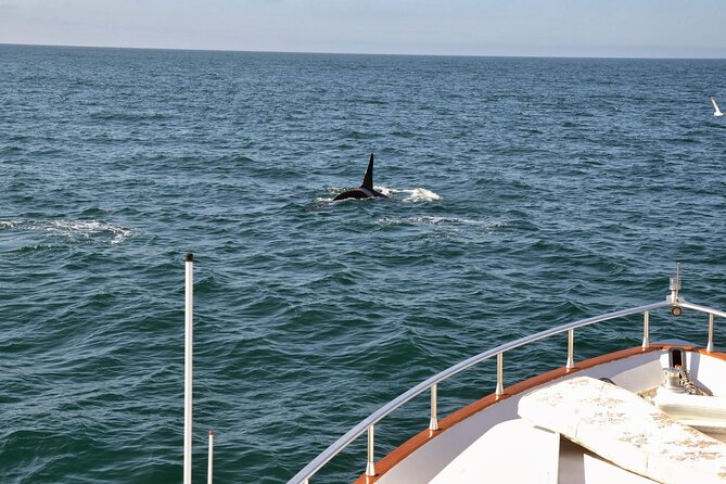 Whale Watching & Dolphin Yacht Cruise - Understanding the Cancellation Policy
