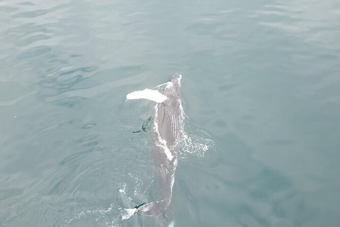 Whale Watching in Húsavík With Friends of Moby Dick - Cancellation Policy