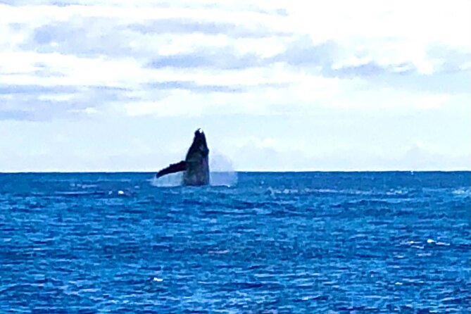 Whale Watching & Late Breakfast Cruise in Honolulu - Customer Experiences and Expectations