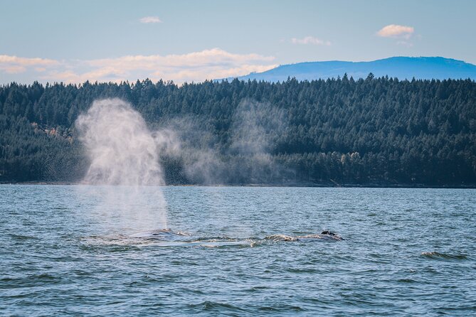 Whale Watching Nanaimo Open Boat Tour - Cancellation Policy