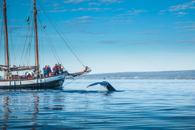 Whale Watching on a Traditional Oak Sailing Ship From Husavik - Additional Information