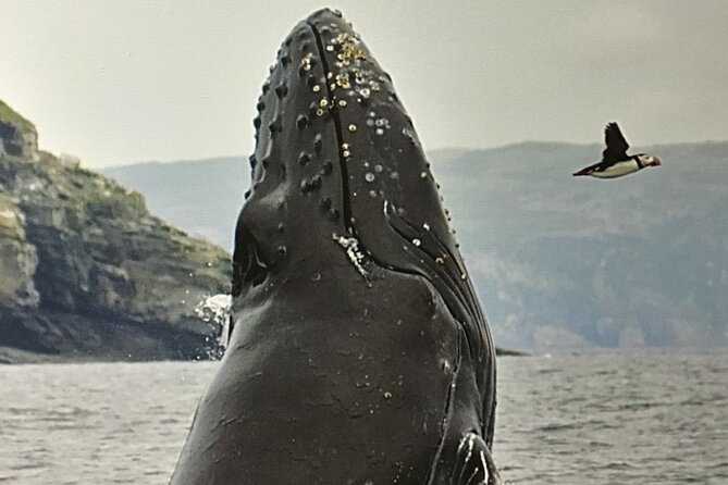 Whale Watching, Shark and Cod Fishing, From St. Johns Harbor - Cod Fishing Adventures