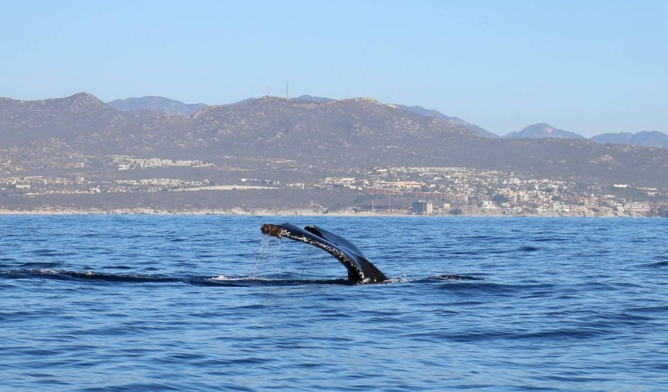 WHALE WATCHING TOUR CABO SAN LUCAS - Location Details