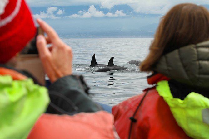 Whale Watching Tour in a Zodiac Boat in Victoria - Recommendations and Tips