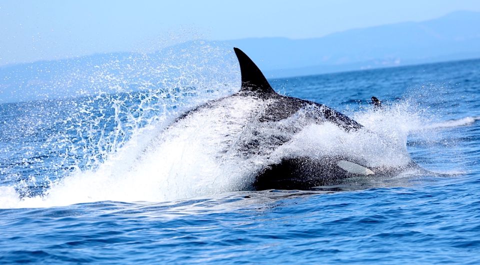 Whale Watching Tour in Victoria, BC - Participant Selection and Date