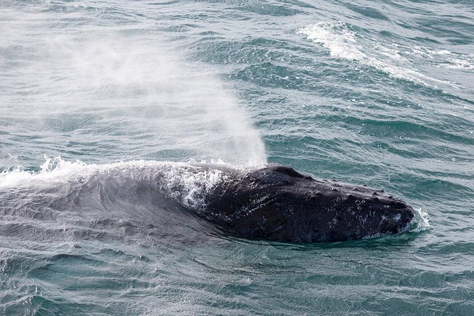 Whale Watching Tour With Professional Guide From Reykjavik - Whale Species and Environmental Awareness