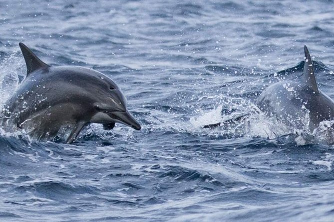 Whales and Dolphins Watching Mirissa - Cancellation Policy