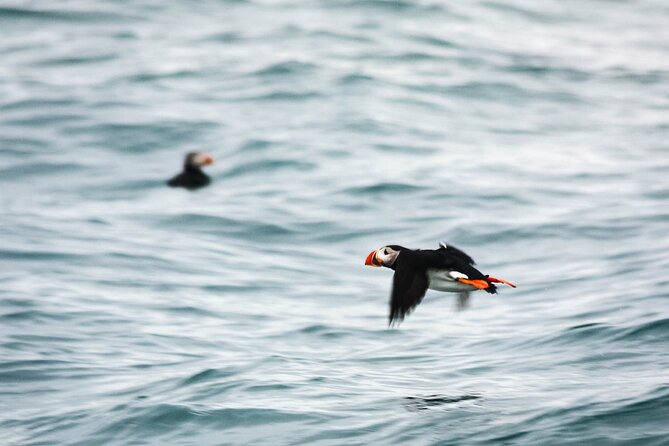 Whales and Puffins Tour From Husavik - Cancellation Policy Information