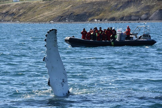 Whales, Eyjafjörður and Akureyri by RIB - Cancellation Policy and Reviews