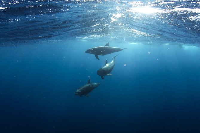 Whales Watching Mirissa - Cancellation Policy Guidelines