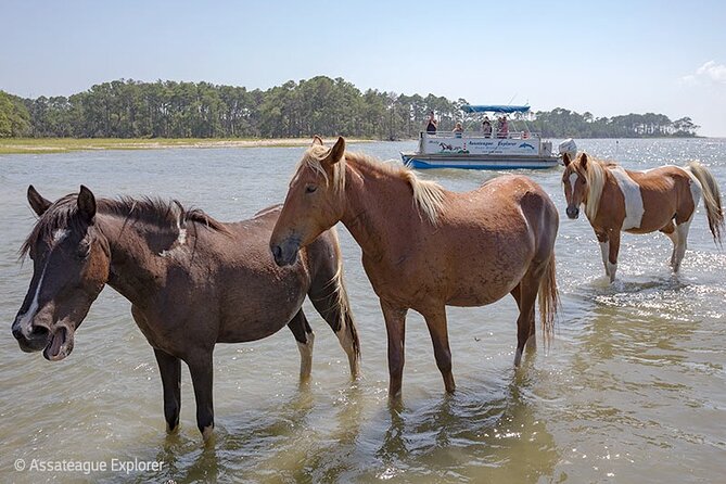 Wild Pony Watching Boat Tour From Chincoteague to Assateague - Pricing and Contact Information