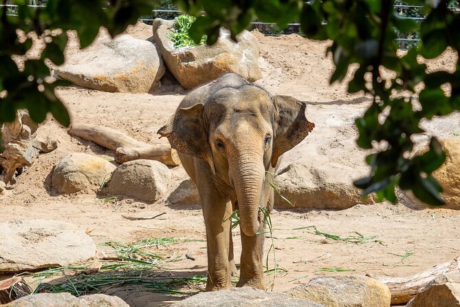 Wild Tales - Elephants at Melbourne Zoo - Last Words