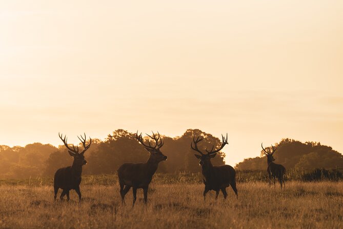 Wildlife Photography Workshop in Richmond Park in London - Workshop Preparation