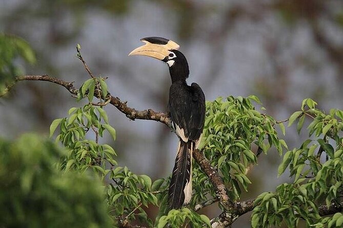 Wilpattu National Park Jeep Safari From Negombo / Waikkal (All Inclusive) - Hotel Pickup and Drop Off