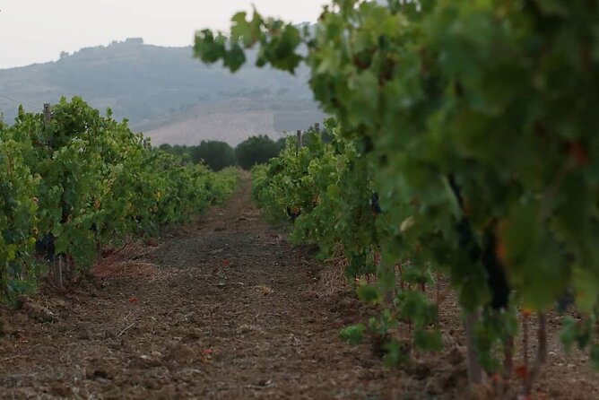 Wine Tour in the Historic Baglio Florio Adamo With Lunch - Traveler Photos