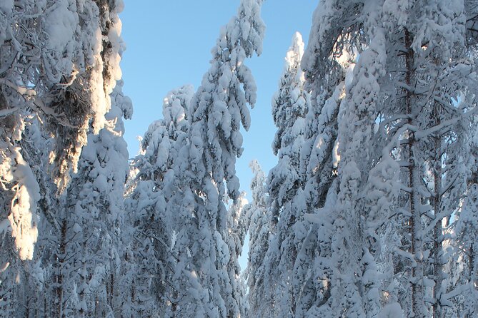 Winter Forest Ride With Snow Sledge in Finland - Last Words