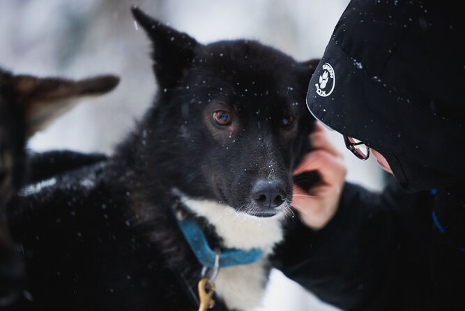 Winter Highlights: Snowmobile, Arctic Animals and Santas Village - Winter Safety Guidelines