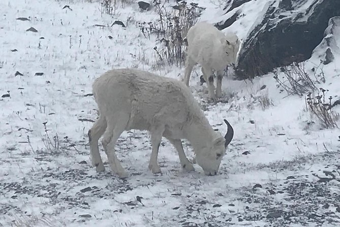 Winter - Wildlife & Turnagain Arm Tour - Additional Information