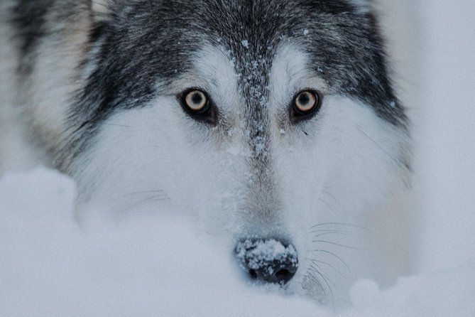 Wolfdog Farm Visit in the Arctic Wilderness (Mar ) - Cancellation Policy Details