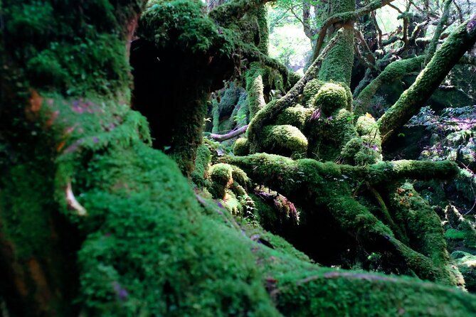Yakushima Private Island Sights Tour With English Speaking Guide - Booking Information