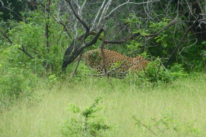 Yala 4h Jeep Safari From Bentota: Guided Wildlife Experience - Cancellation Policy, Traveler Photos, and Reviews